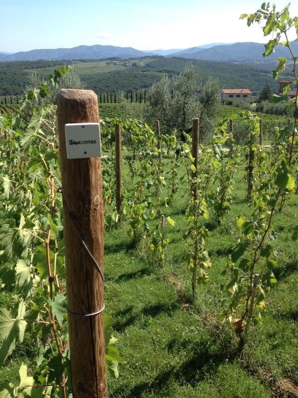 Private Tuscany Wine and Olive Oil Trail Tour from Florence