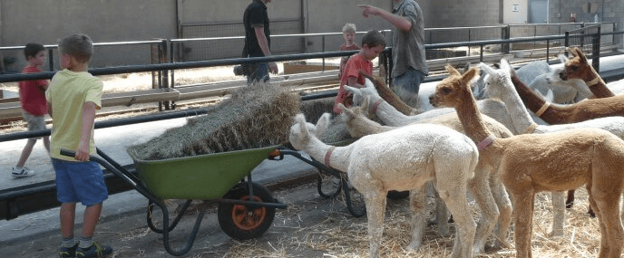 Alpaca Feestje! Arrangement KinderAlpacaWandeling