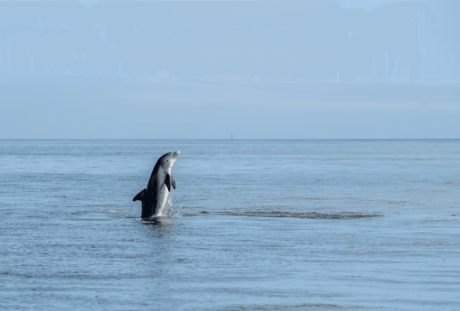 SAV Daytime and Dolphin Cruise on The Kessler 1