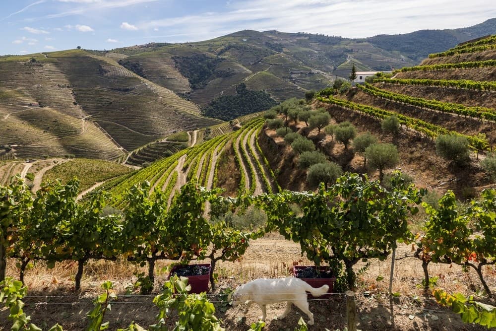 Passeio Privado das Vindimas: Vinho Verde