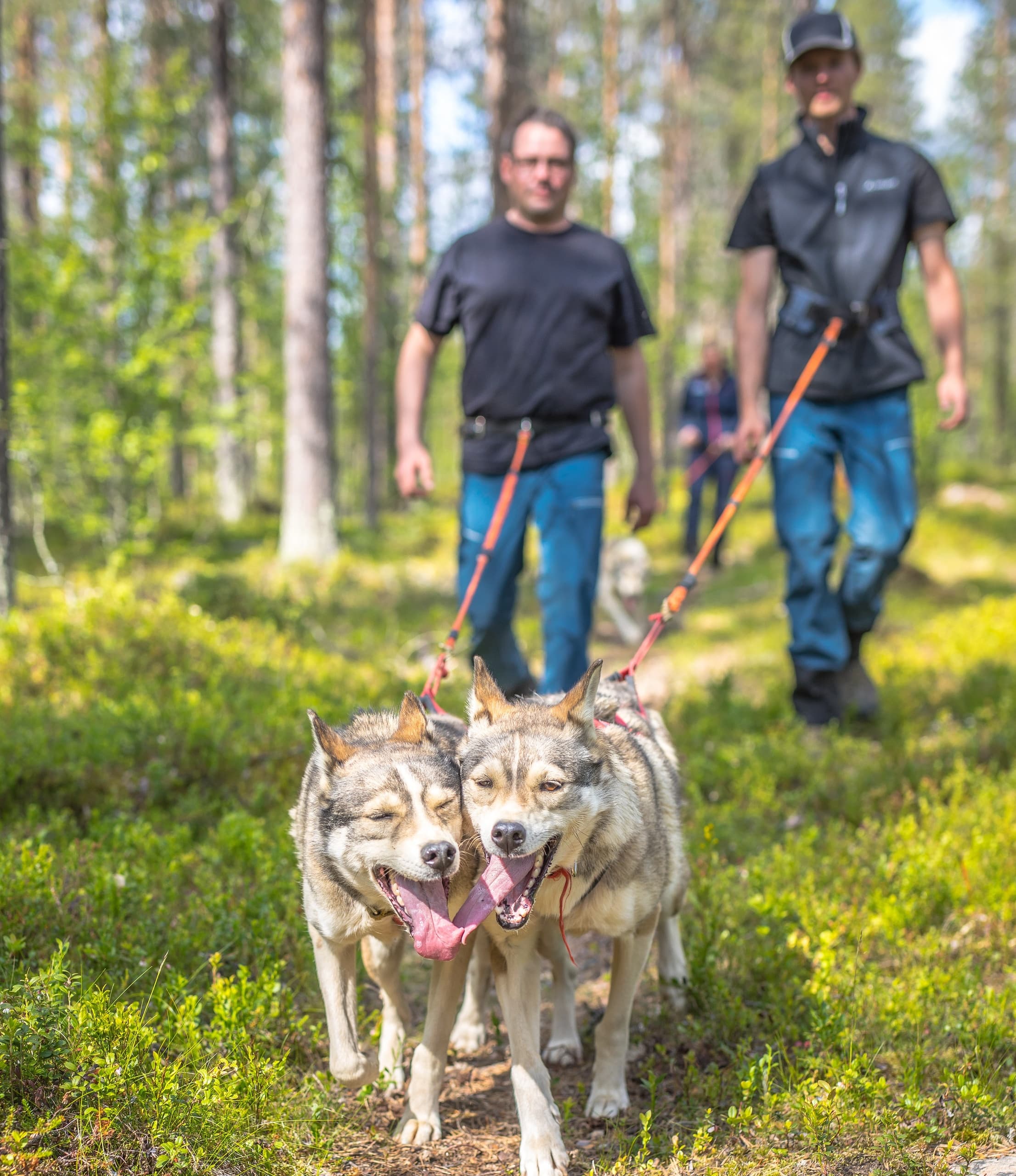 Hiking with huskies