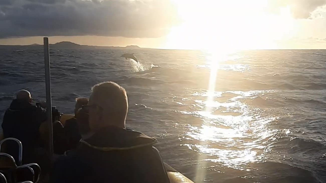 Lanzarote: Avistamiento de Delfines en lancha rápida