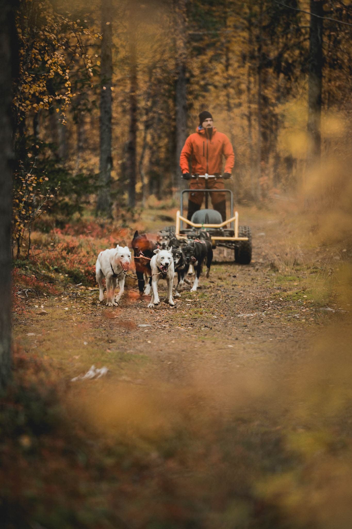 Husky Cart Adventures: Summer Midnight Sun & Autumn Northern Lights
