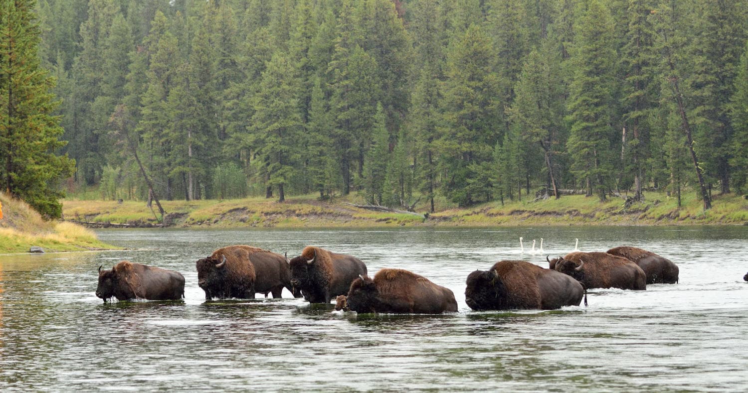 Yellowstone's Wildlife