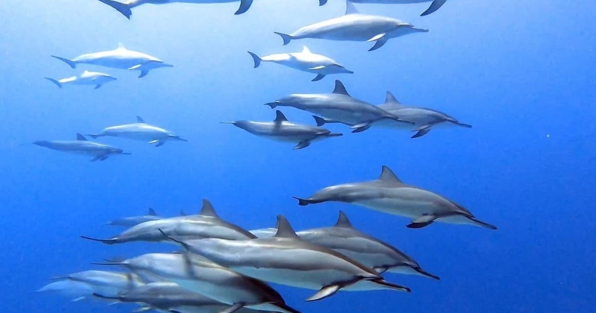 Offshore and Reef Exploration