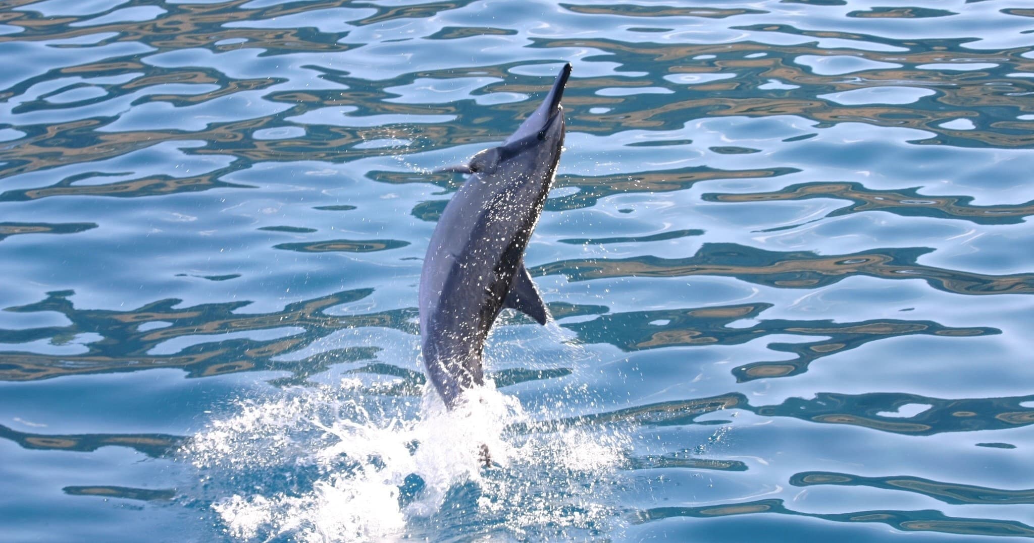 Dolphins and You