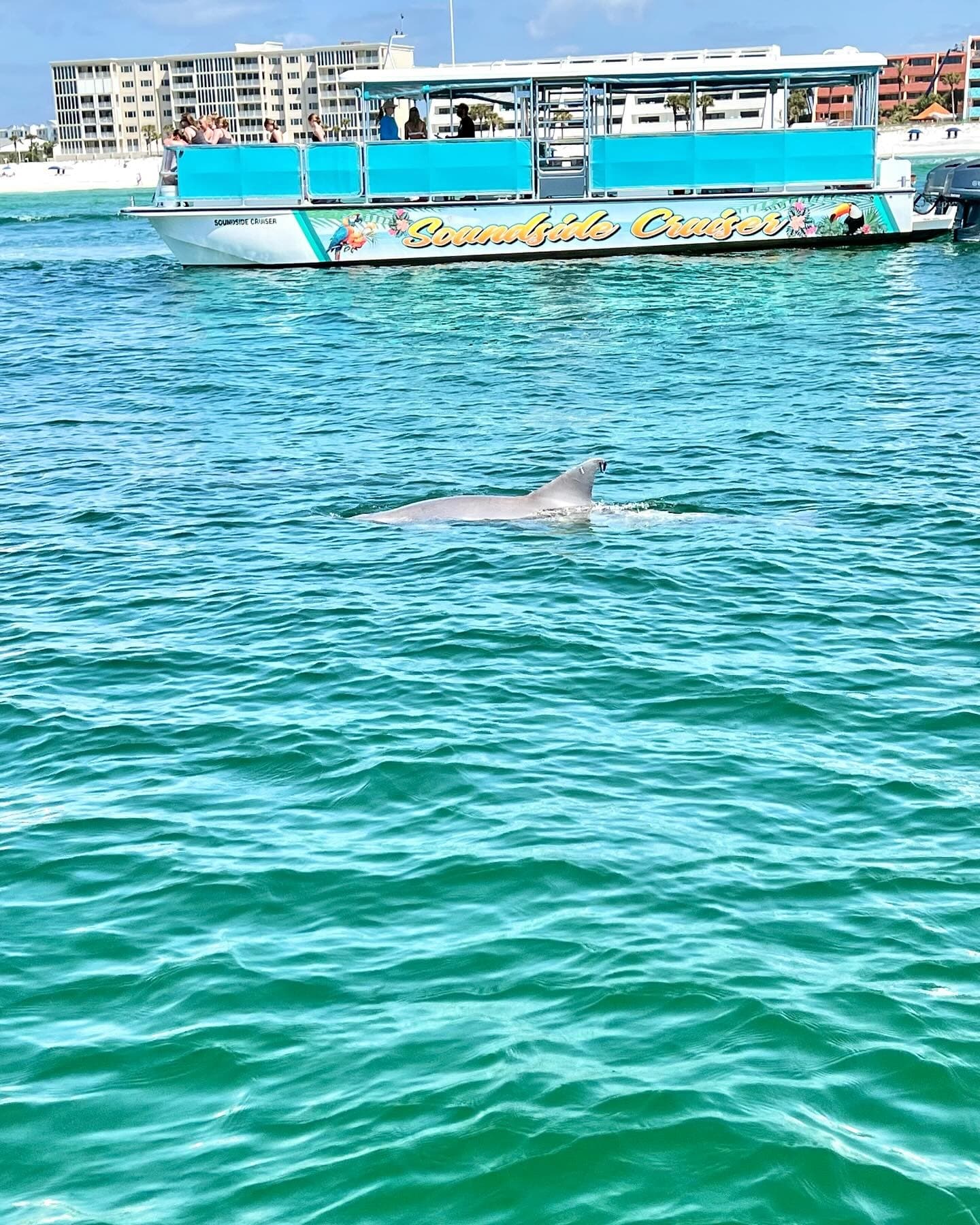 Dolphin Cruise