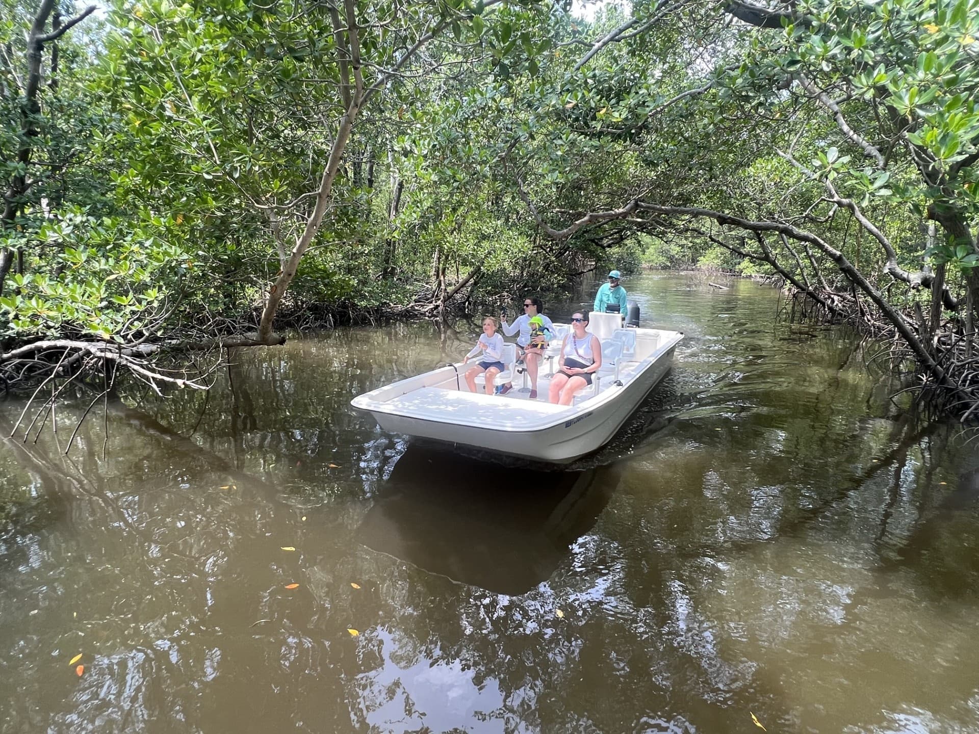 Mangrove Wilderness Boat Tour
