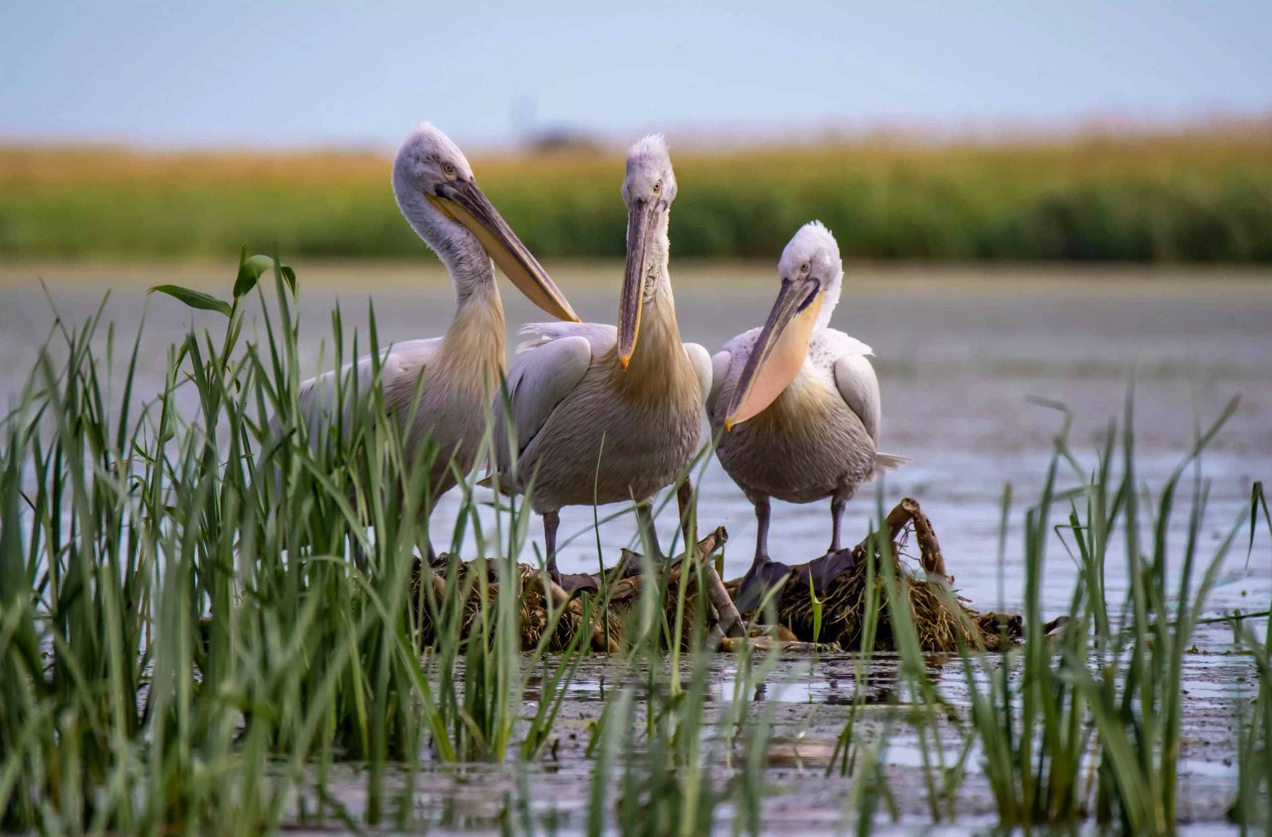 Danube Delta: Boat Tour to Letea Forest & Wild Horses