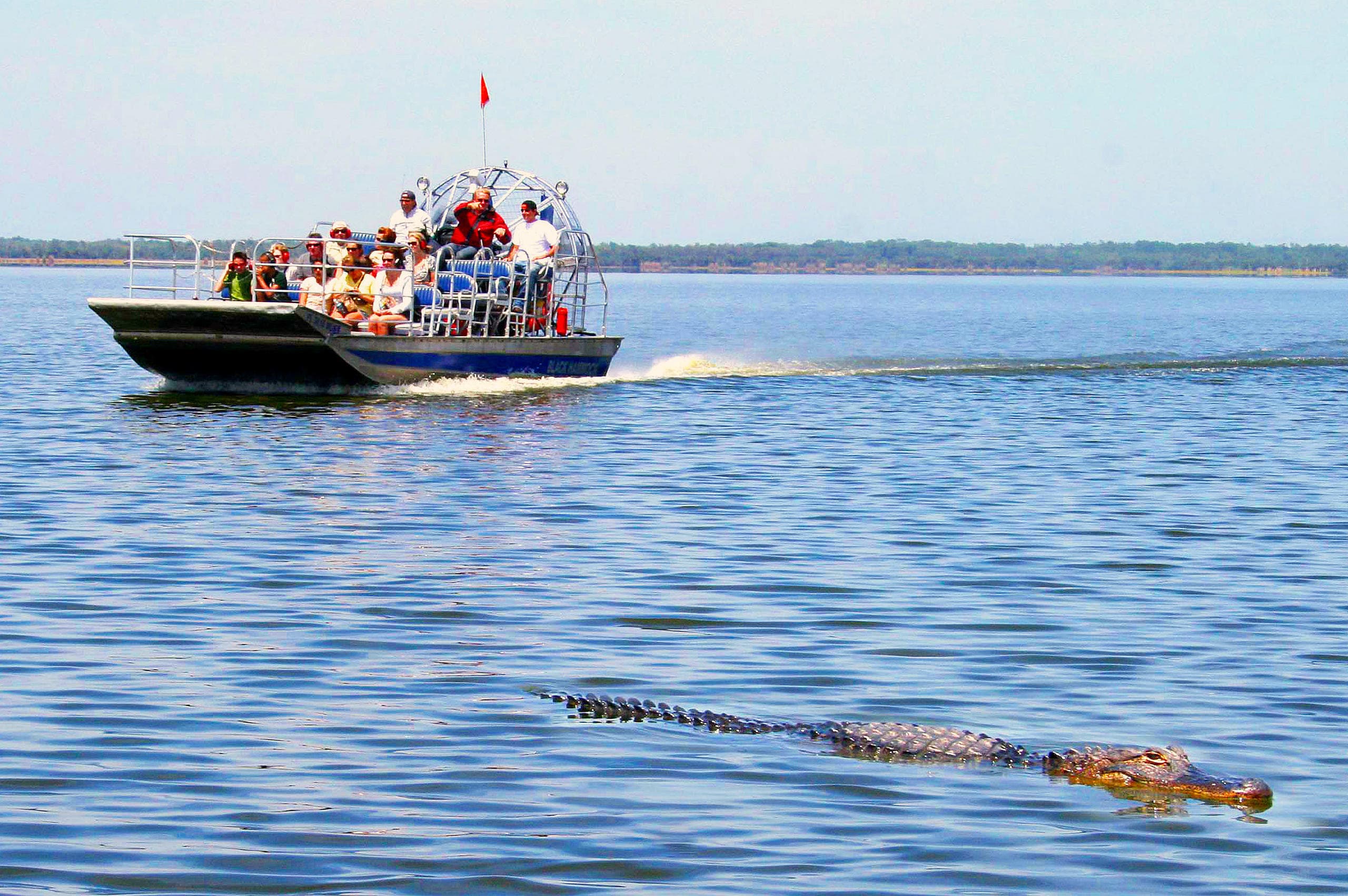 from Miami: Everglades 40 min Airboat & Wildlife Show with round-trip transport