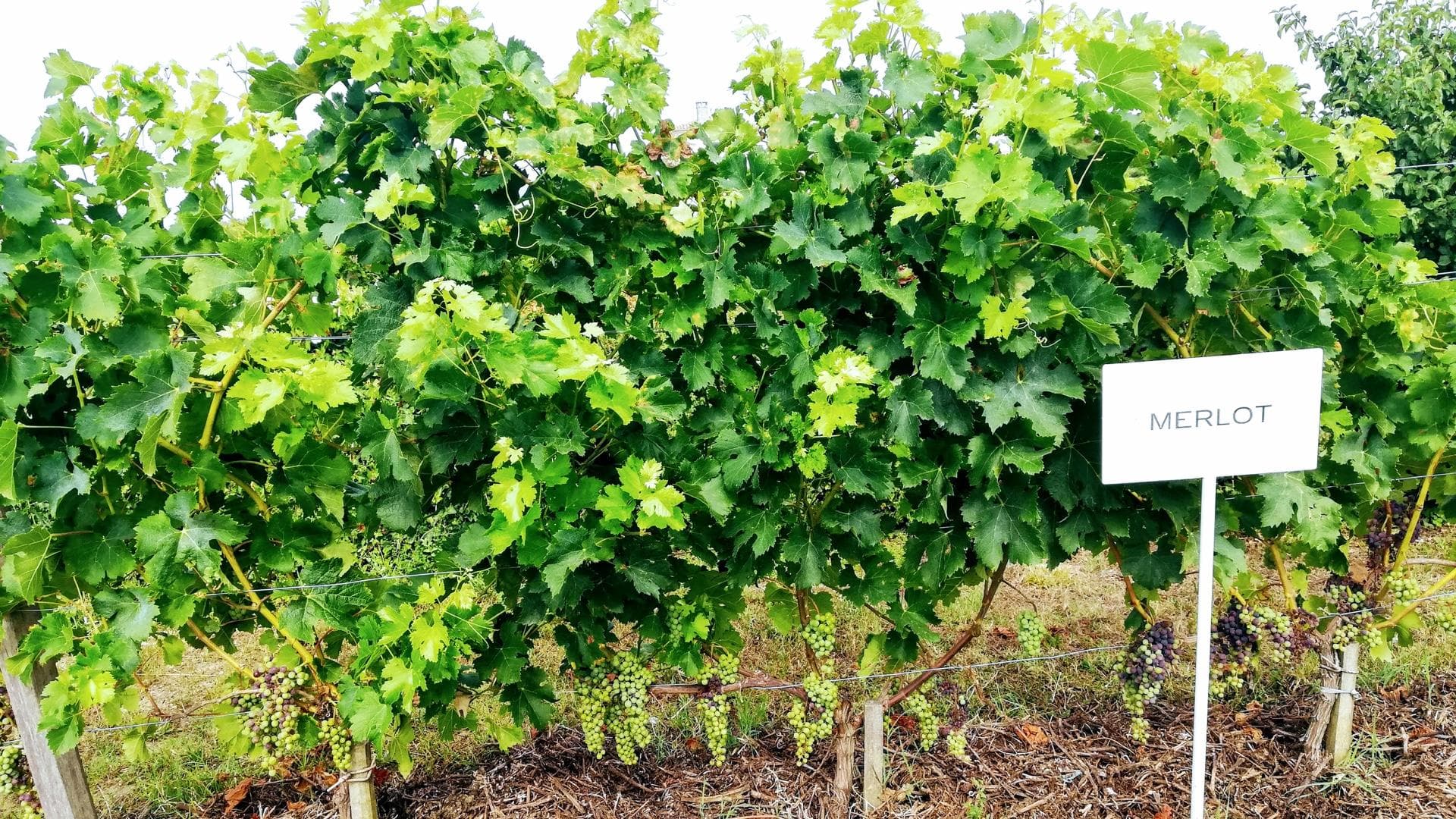 Bordeaux Region Uncorked