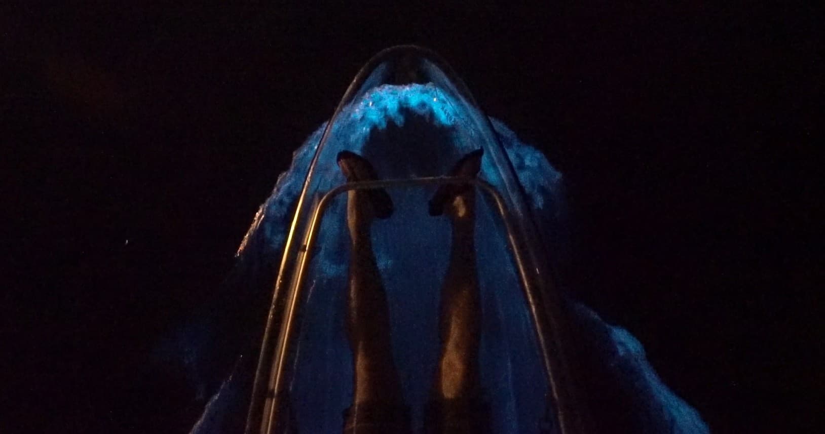 Clear Kayak Bioluminescence Tour