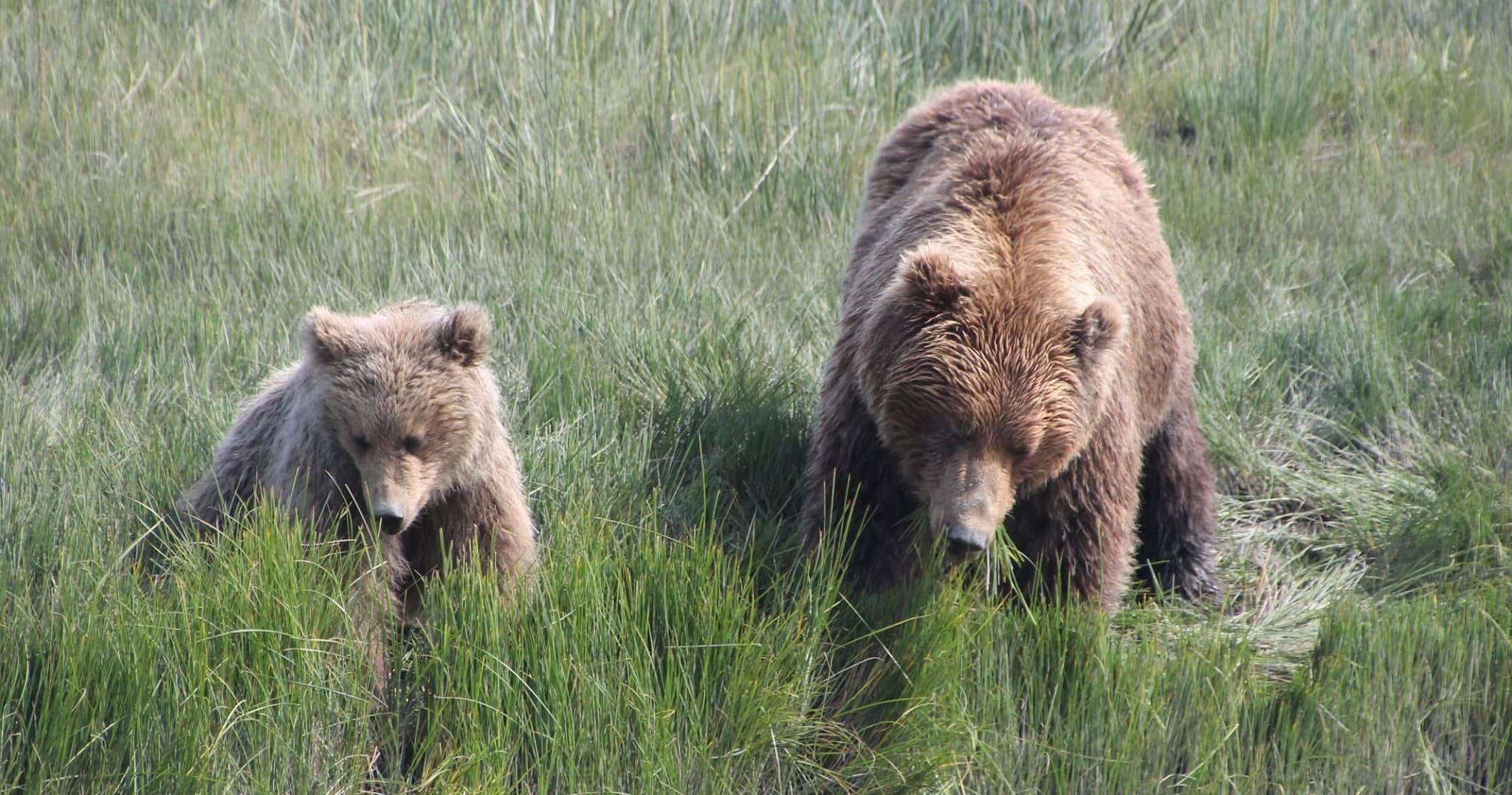 Bear Viewing on the beach