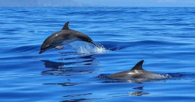 Dolphin Cruise