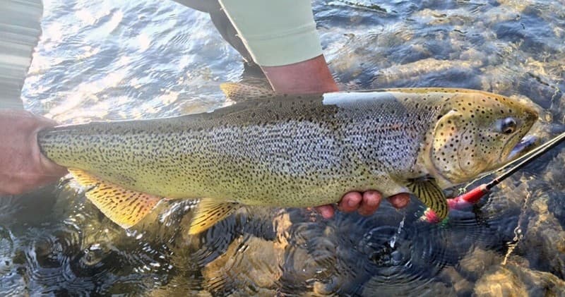 Intro to Fly Fishing