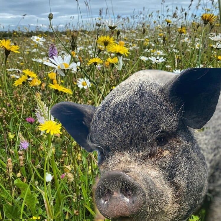 Fairy Pig Walk