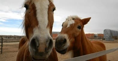 60 Minute Individual Horseback Riding Lessons