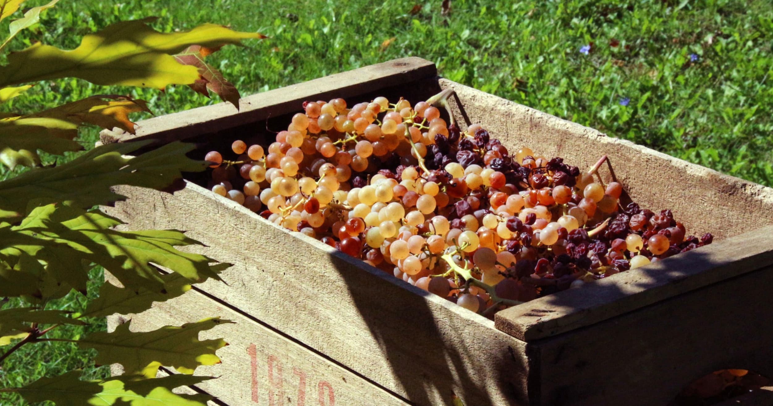 Visit 2 Boutique Wineries and a visit to Ronda (call to book)