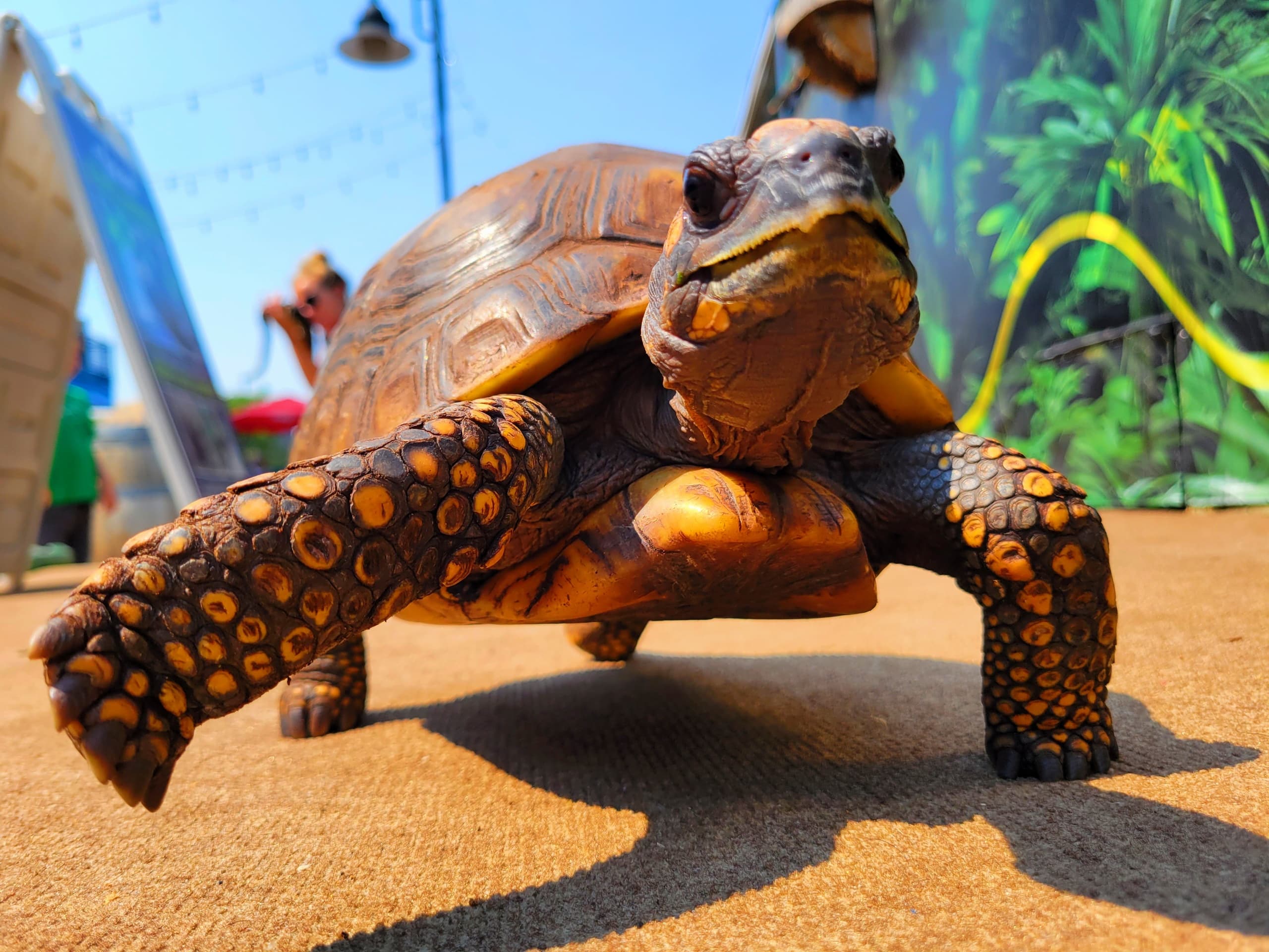 Tortoise Meet and Greet