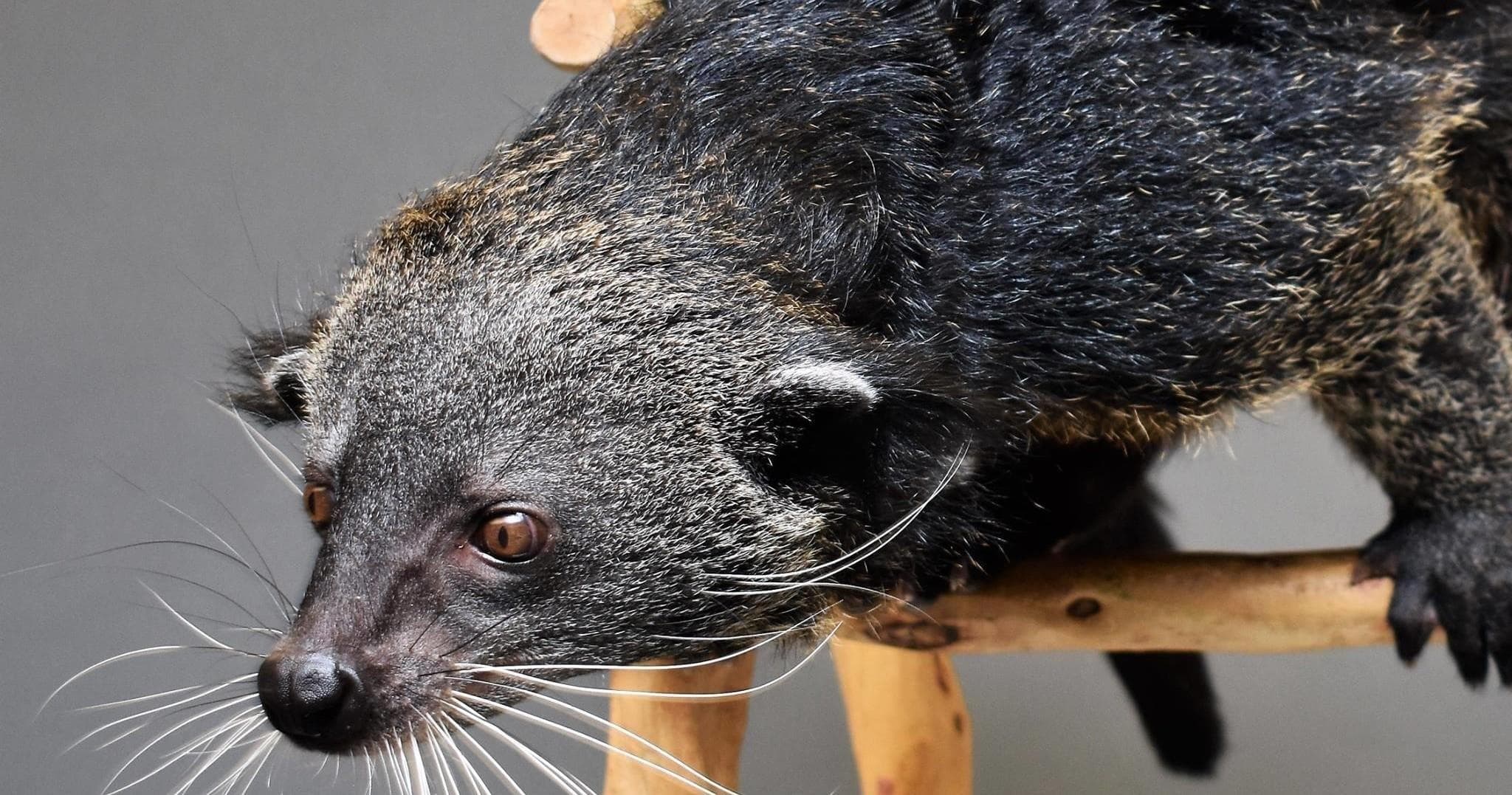 Binturong Meet and Greet