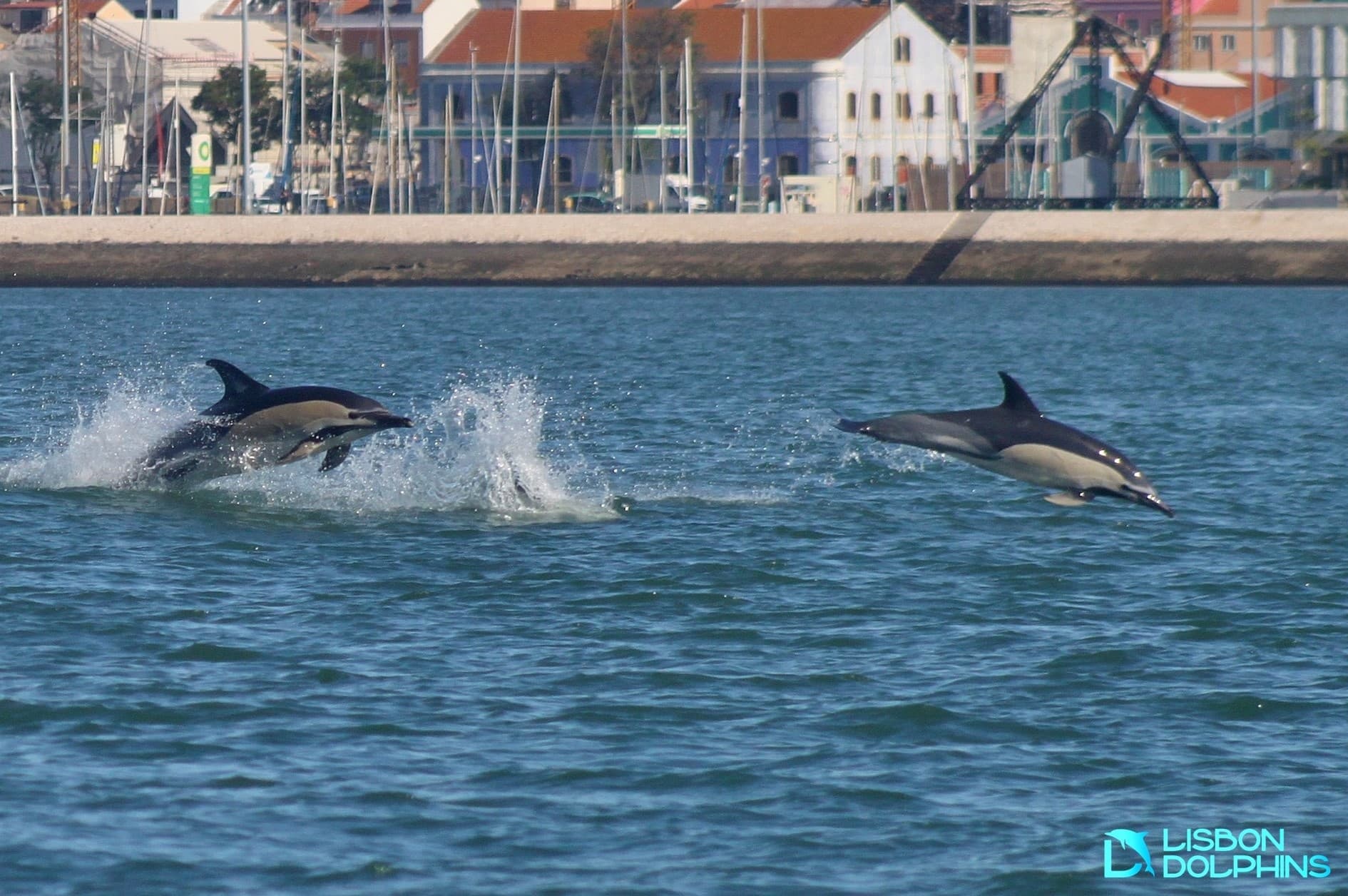 Lisbon Dolphins