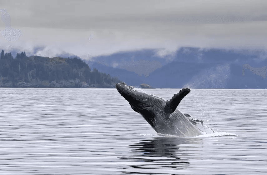 Whale Watching and Wildlife Tours