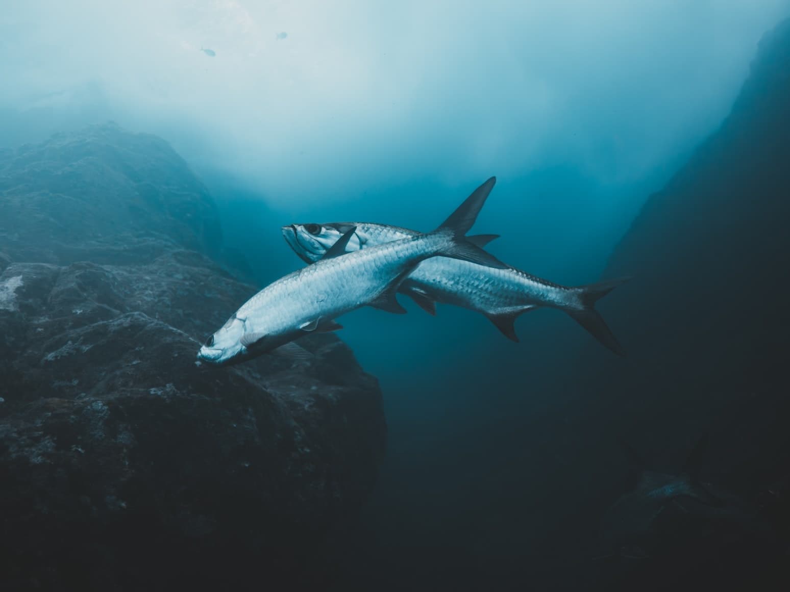 Tarpon Fishing Charter