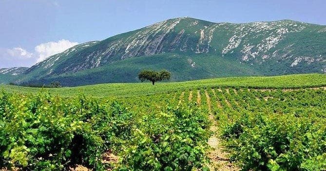 Arrábida Wine Private Tour