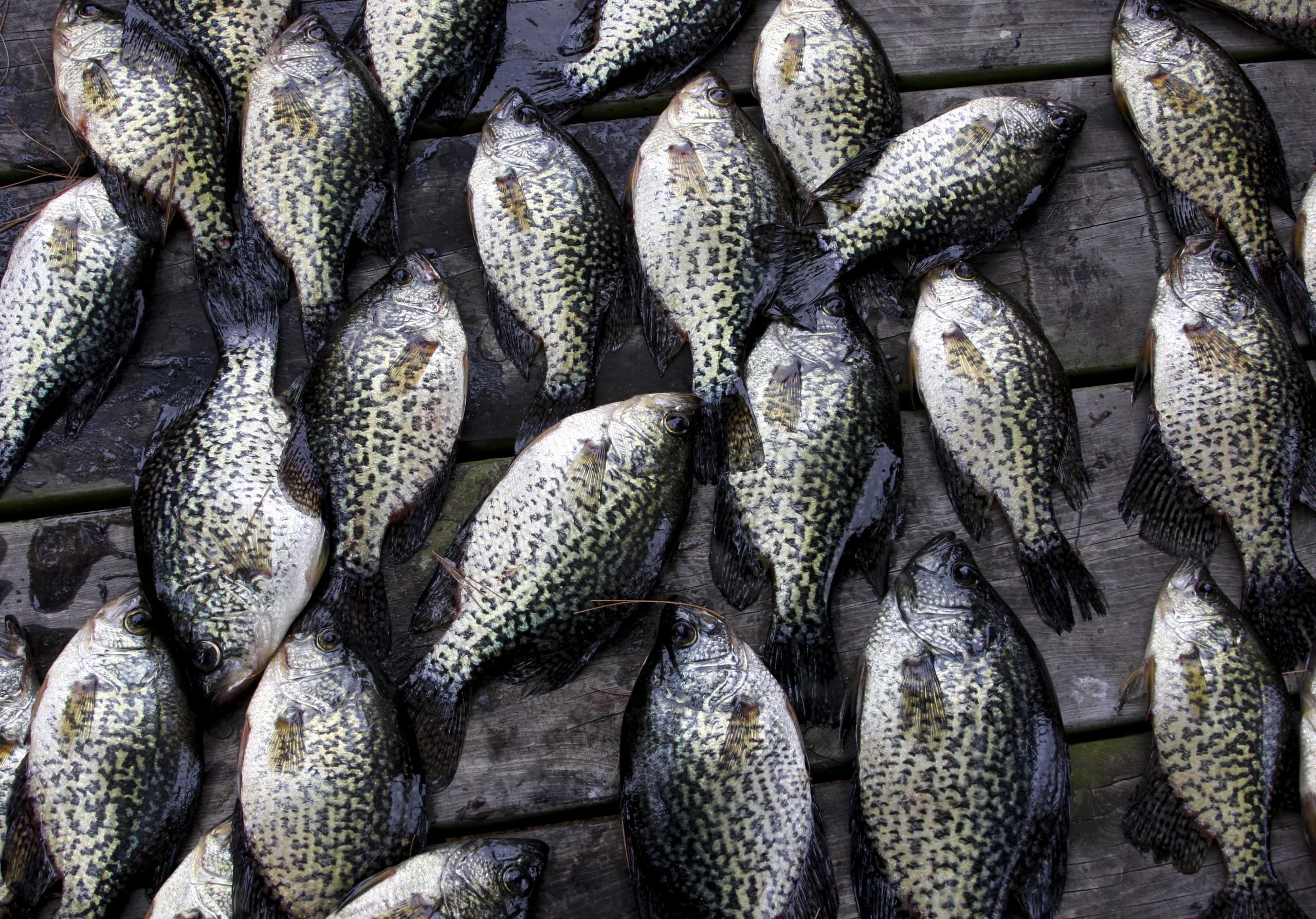 Crappie Fishing Charter