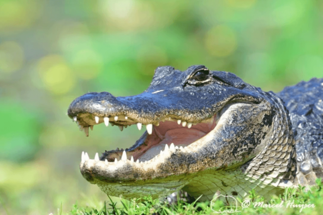 Everglades Airboat Adventure with FREE South Beach Bike Rental