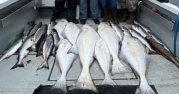 Multi Species Ocean Charter- (Halibut, Salmon, Rockfish, Cod, ect)