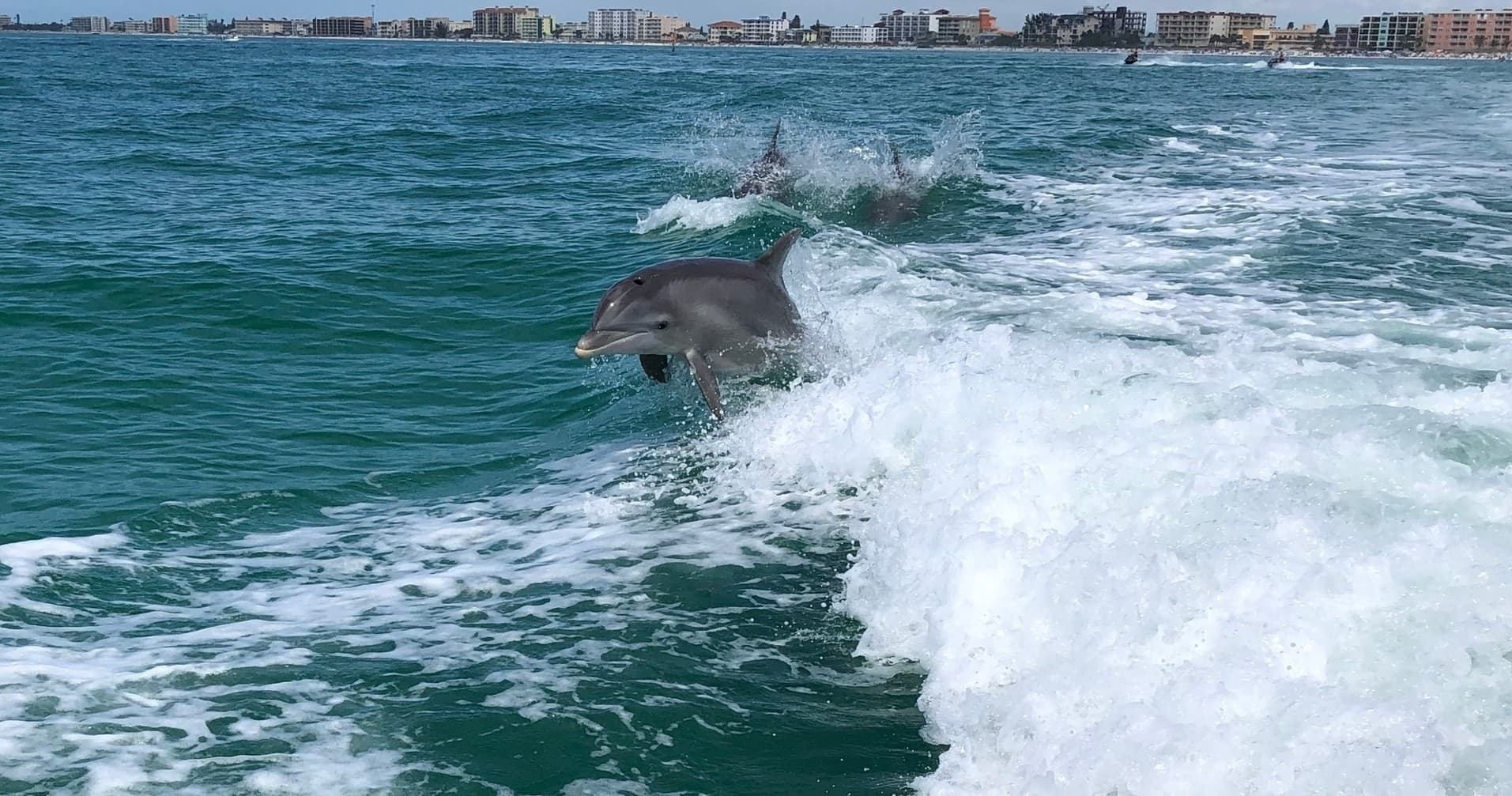 Private Dolphin Tour
