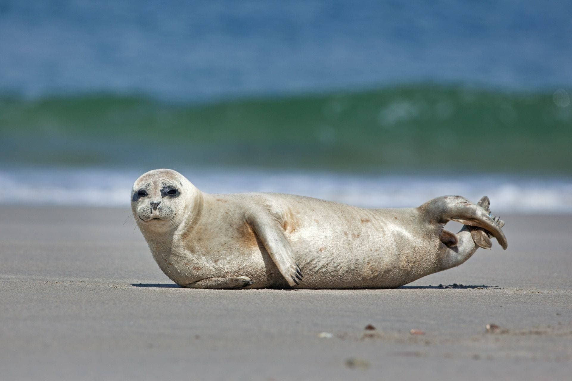 Seal Watching