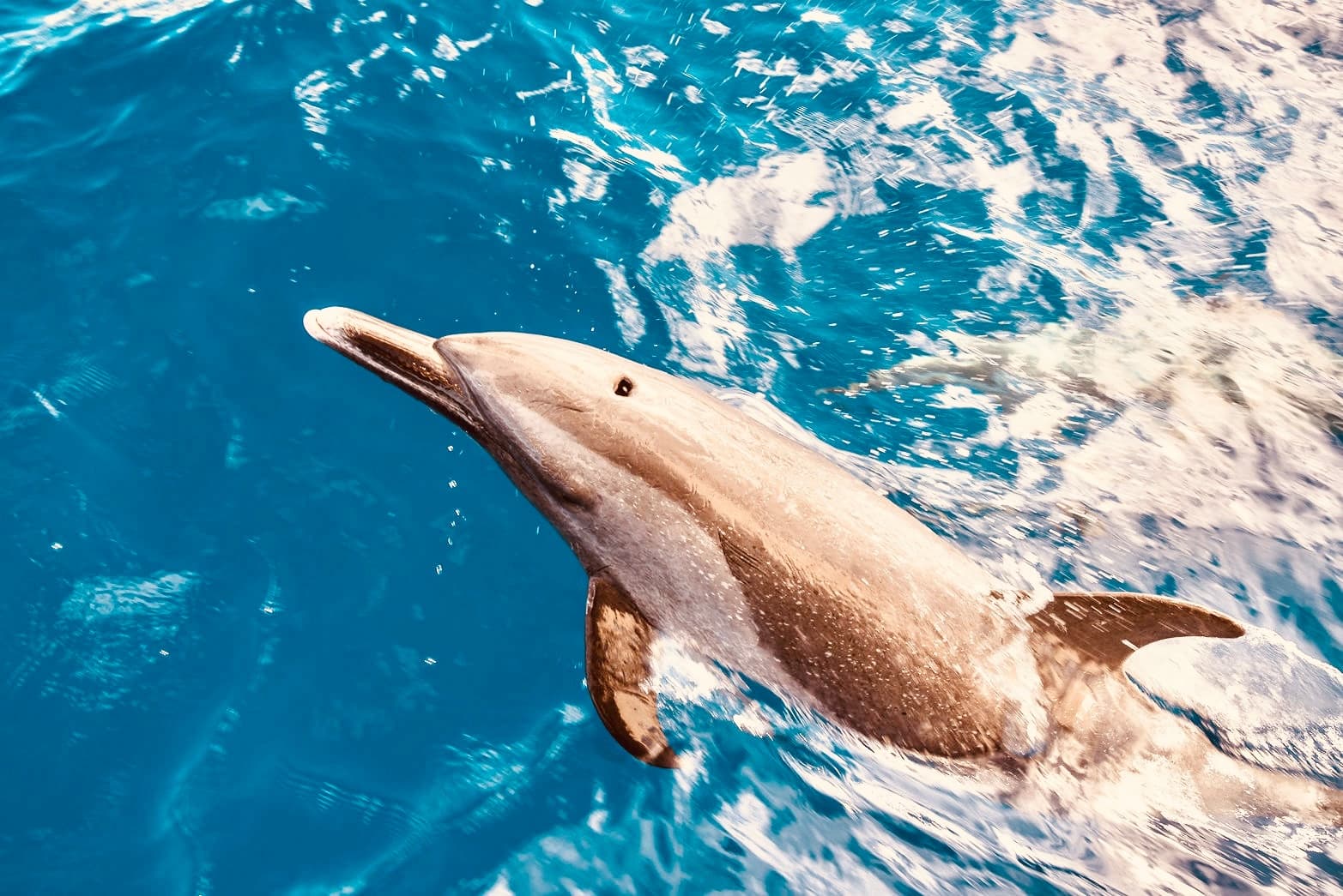 AʻO HAWAIʻI - Dolphin Watching & Snorkel