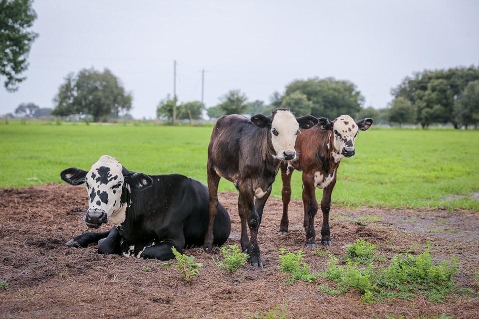 30-Minute Farm Walking Tour