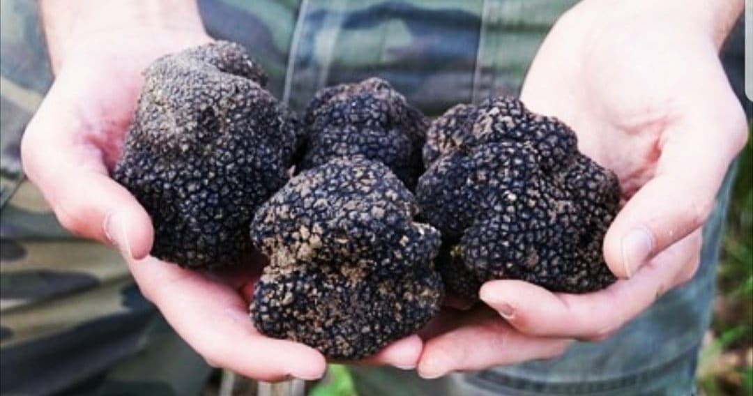 Rome Truffle Experience
