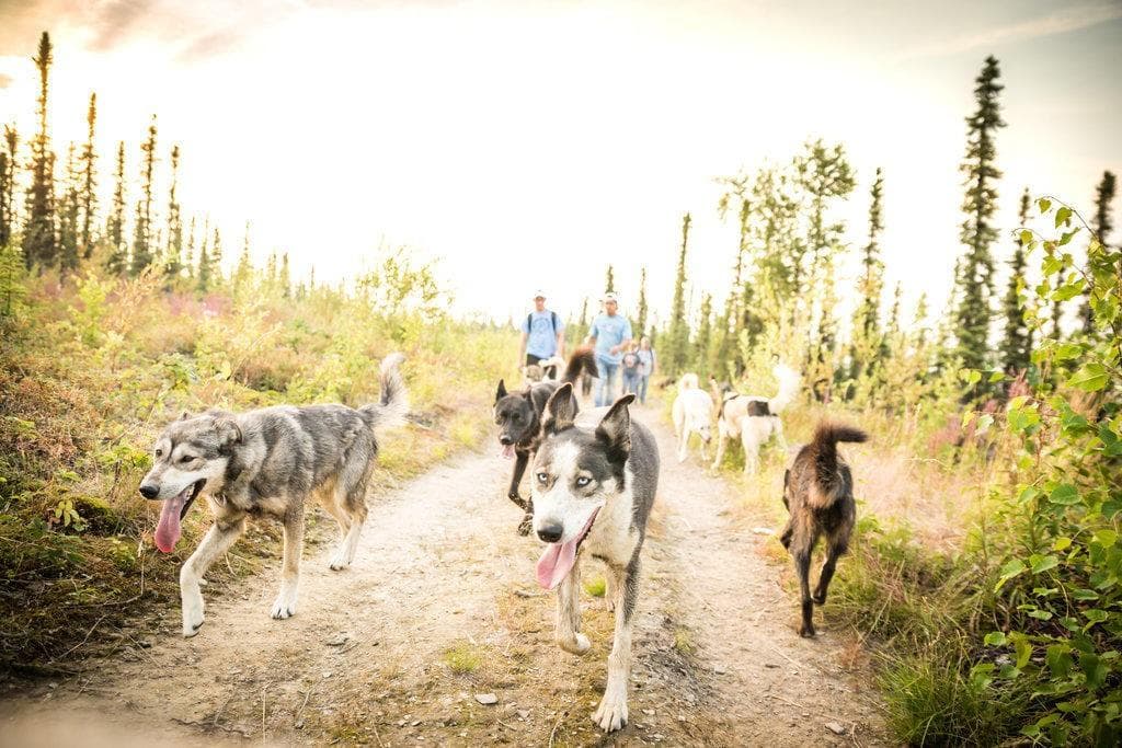 Husky Hiking Tour