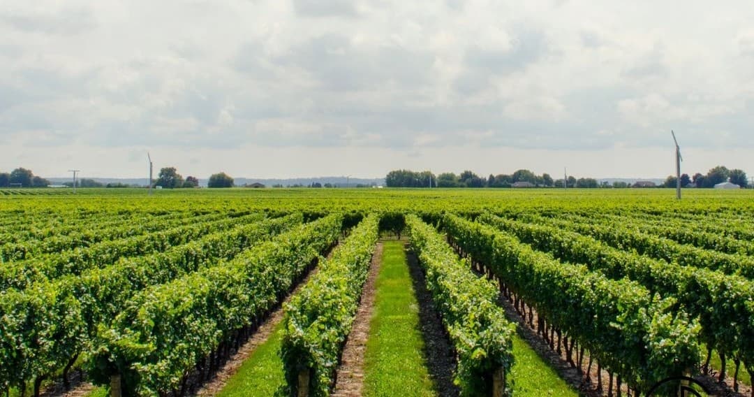 5 Hour Wineries Experience