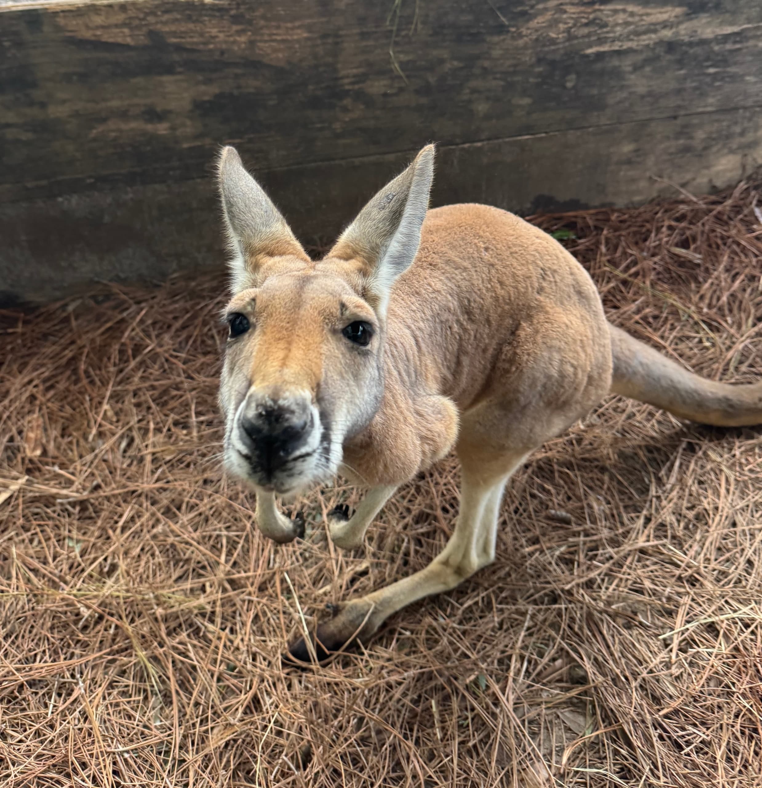 Kangaroo Encounter