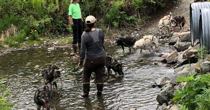 Afternoon Kennel & Mushing Tour