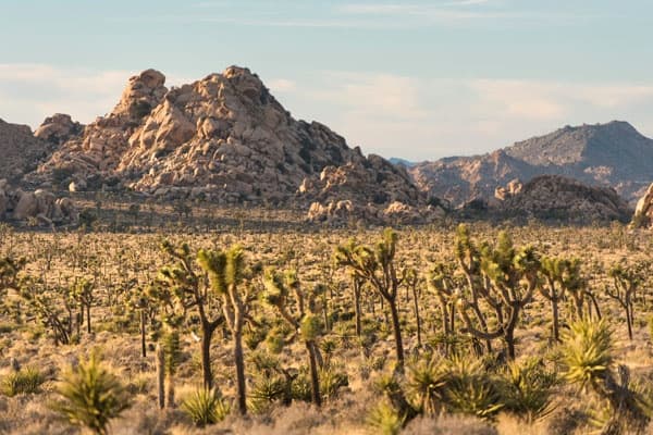 Joshua Tree Full Day Private Tour & Hike