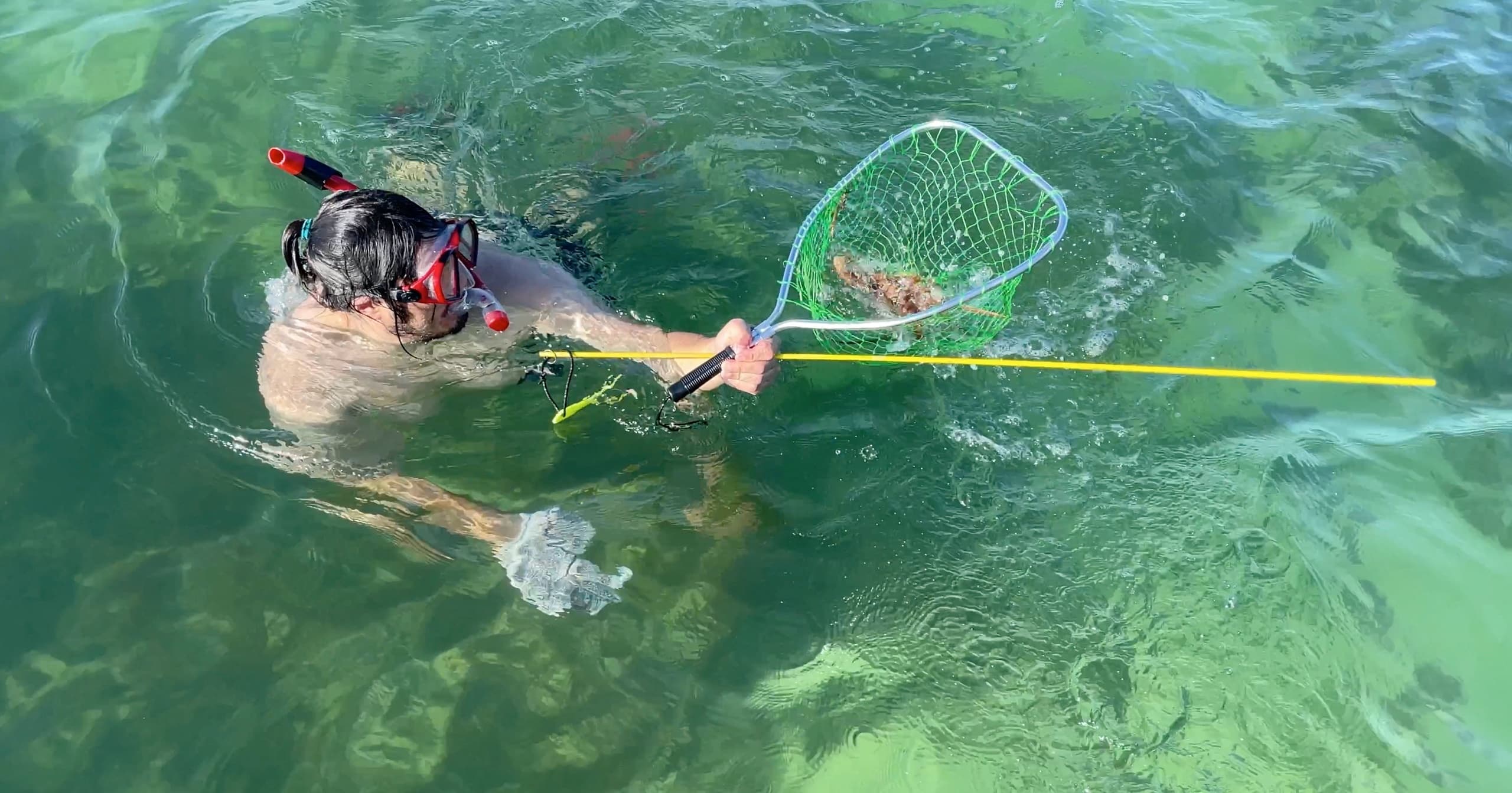 Snorkeling for Lobster