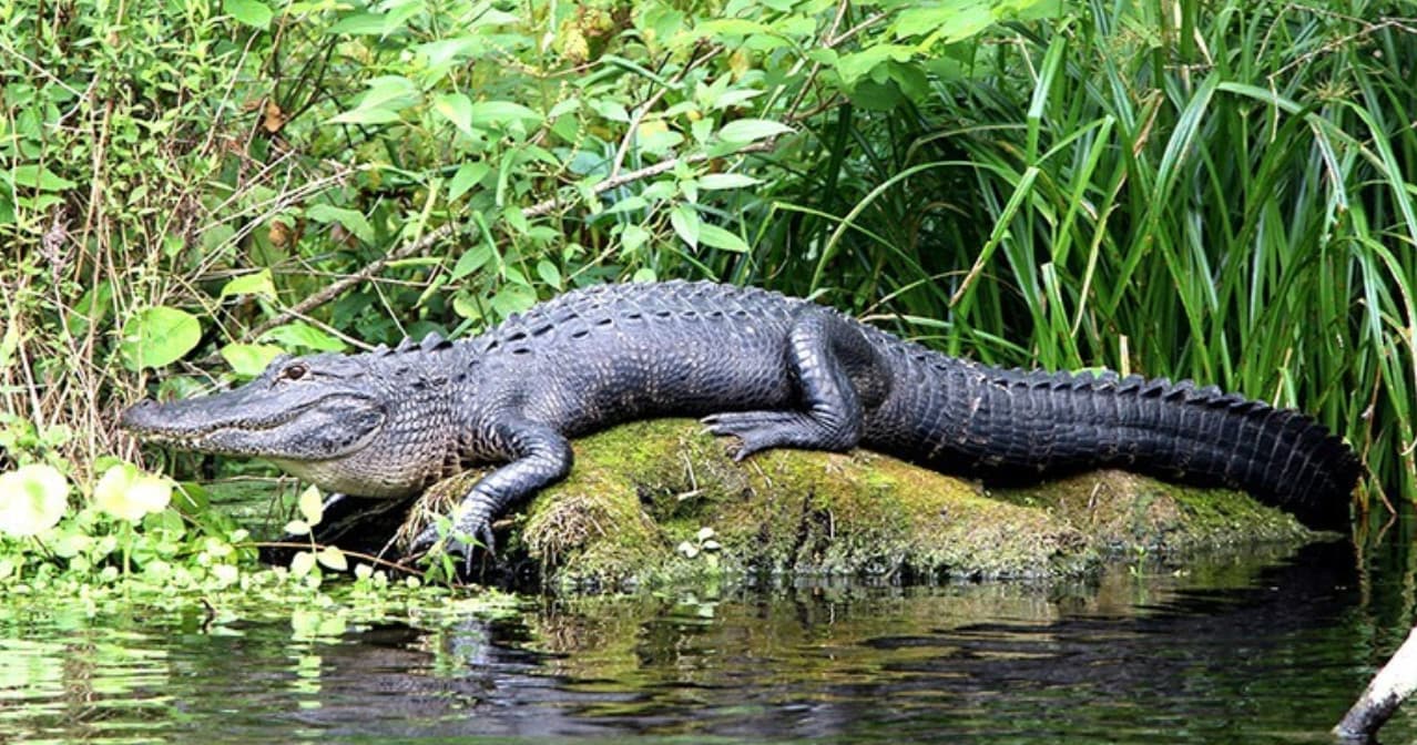 Private Everglades Tour