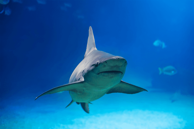 Pelagic Shark Dive