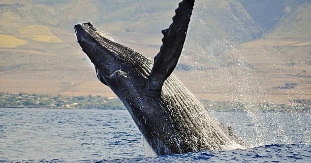 Whale Watching Trip