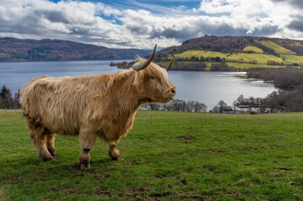 Highland Coo Tours