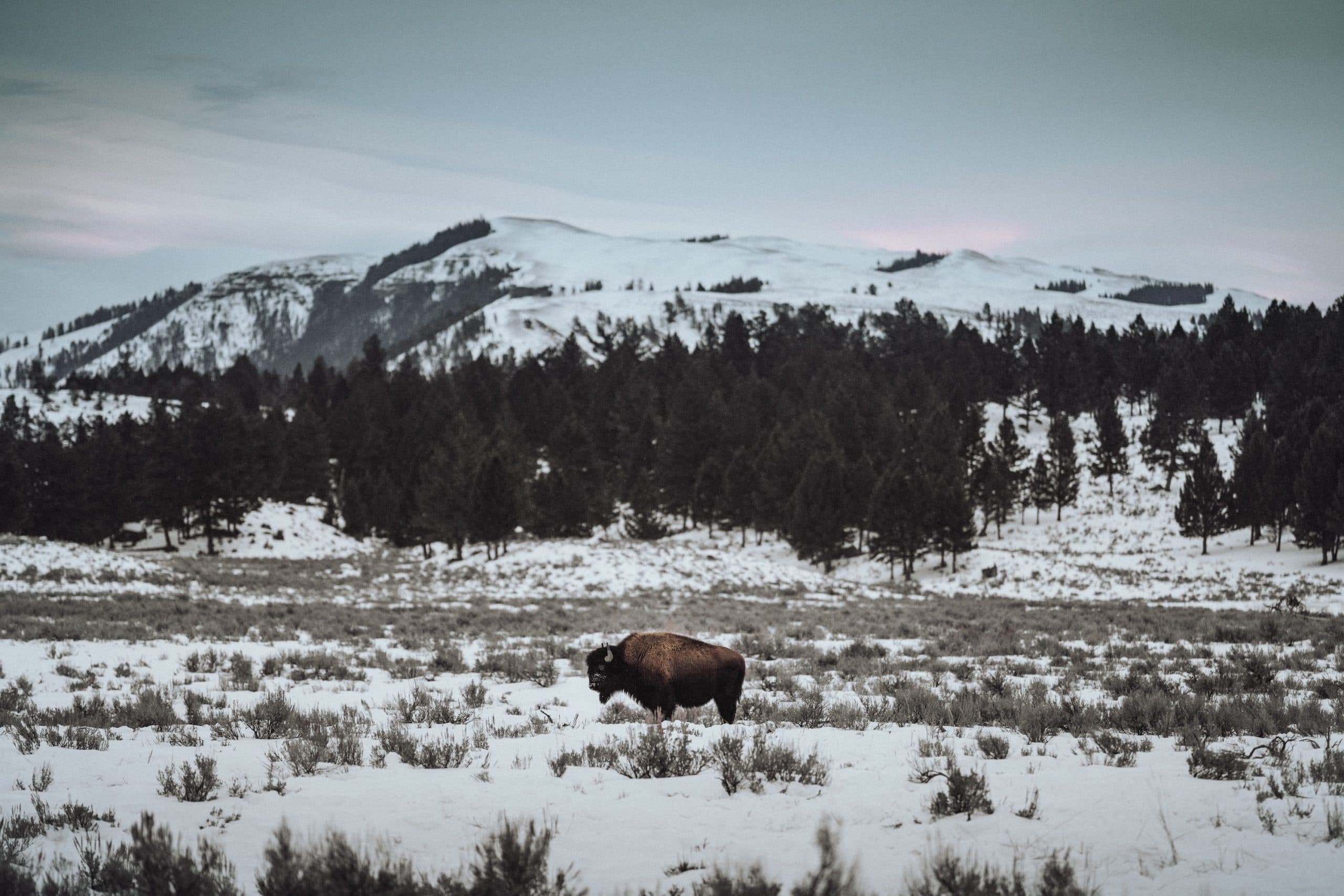 Yellowstone Full Day Private WINTER Tour & Hike