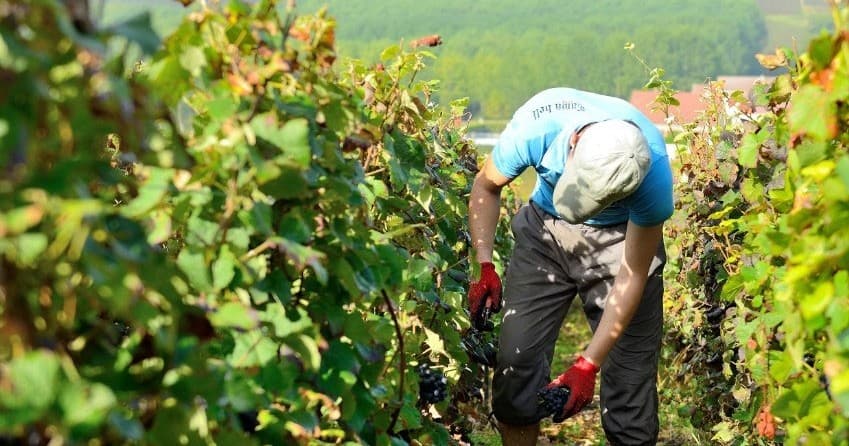 Champagne Farm Experience