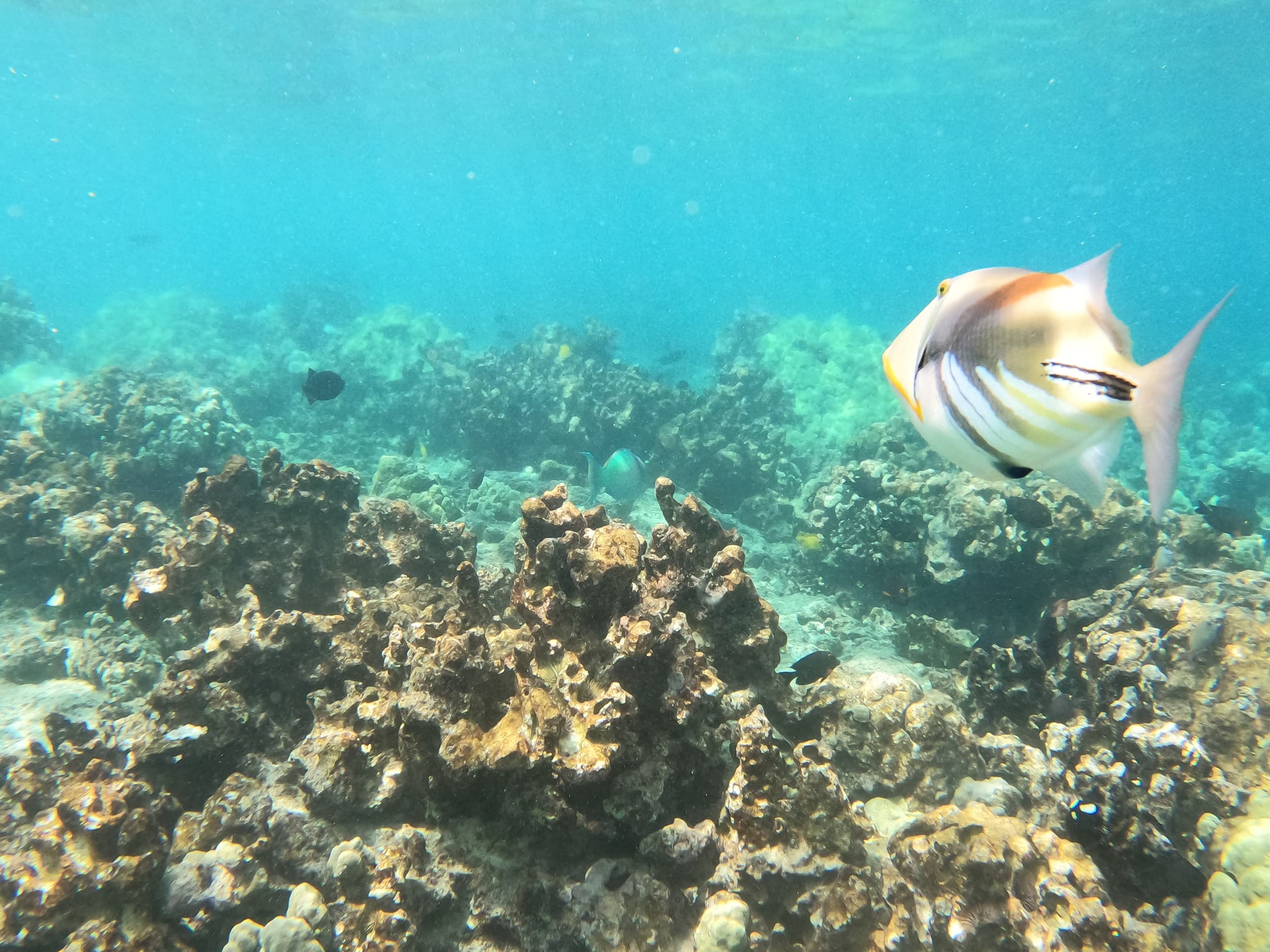 4 Hour Kealakekua Snorkel