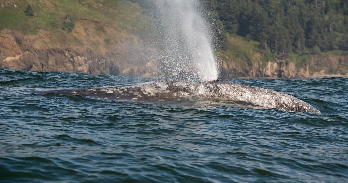 Port Orford Whales and Wildlife Boat Tour